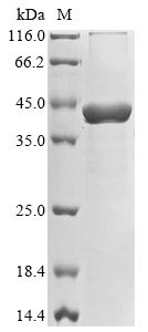 Recombinant Staphylococcus aureus 3-oxoacyl-[acyl-carrier-protein] synthase 3(fabH)