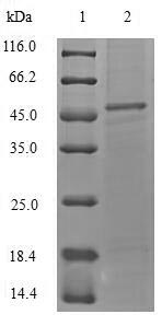 Recombinant Staphylococcus aureus Alpha-hemolysin(hly)