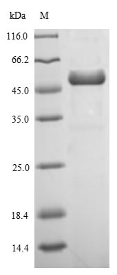 Recombinant Staphylococcus aureus Enterotoxin type B(entB)