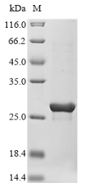 Recombinant Staphylococcus aureus Staphopain A(sspP)
