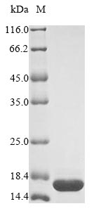 Recombinant Staphylococcus aureus mRNA interferase MazF(mazF)