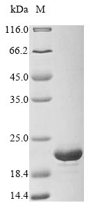 Recombinant Staphylococcus epidermidis mRNA interferase MazF(mazF)