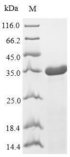 Recombinant Streptococcus pyogenes serotype M6 50S ribosomal protein L7/L12(rplL)