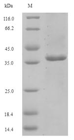 Recombinant Streptomyces alboniger Puromycin N-acetyltransferase(pac)