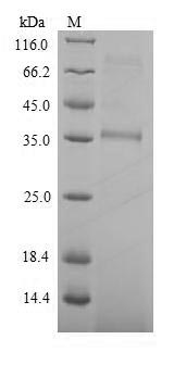 Recombinant Streptomyces viridochromogenes Phosphinothricin N-acetyltransferase(pat)