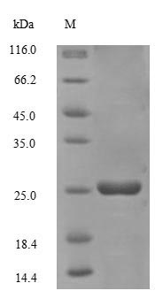 Recombinant Sulfolobus solfataricus DNA-binding protein 7d(sso7d)