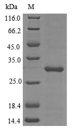 Recombinant Tetronarce californica Acetylcholine receptor subunit alpha(CHRNA1),partial