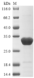 Recombinant Trichosanthes kirilowii Ribosome-inactivating protein alpha-trichosanthin