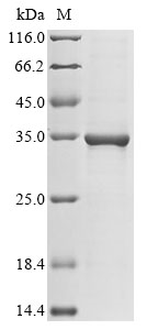 Recombinant Vaccinia virus Cell surface-binding protein (D8L),partial