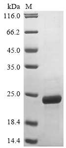 Recombinant Vaccinia virus Protein A33(A33R),partial