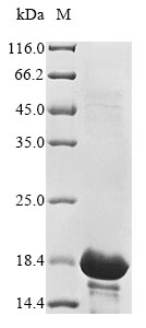 Recombinant Vaccinia virus Protein A33(A33R),partial