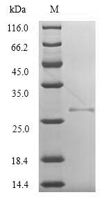 Recombinant Vaccinia virus Protein K3(VACWR034)