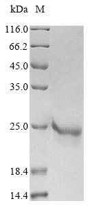 Recombinant Varicella-zoster virus Envelope glycoprotein L(gL)