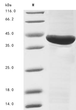 Recombinant Vespa magnifica Hyaluronidase
