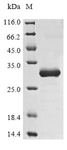 Recombinant Viscum album Chitin-binding lectin