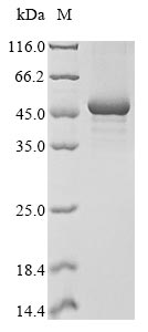 Recombinant Xenopus tropicalis ELAV-like protein 4(elavl4)