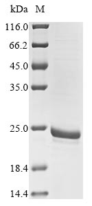 Recombinant Yersinia pestis bv. Antiqua Small heat shock protein ibpA(ibpA)