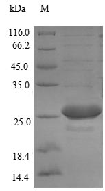 Recombinant Yersinia pseudotuberculosis serotype I Yop proteins translocation protein M(yscM)