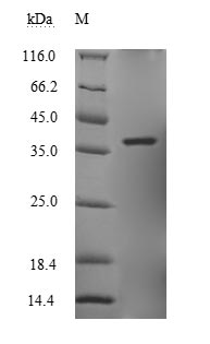 Recombinant Zaire ebolavirus Minor nucleoprotein VP30(VP30)