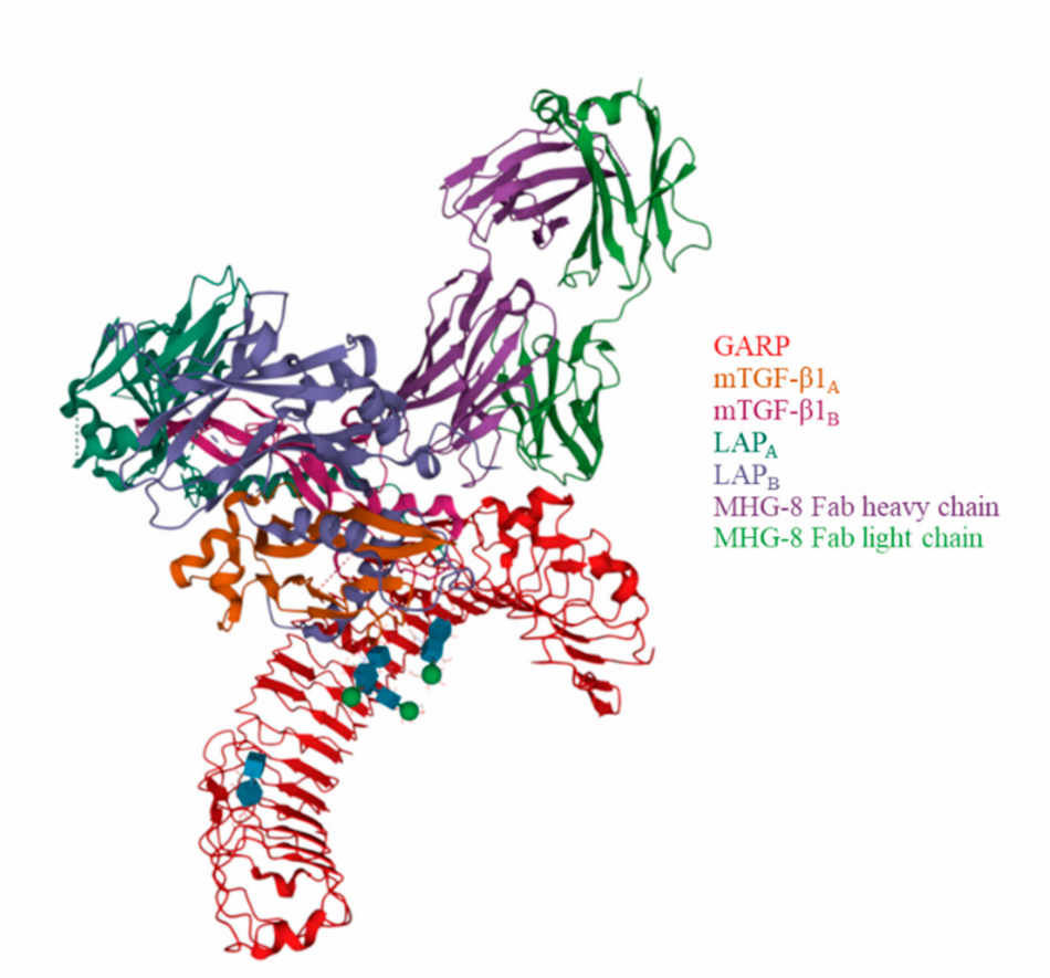 Regulatory T-cell activation regulatory receptor LRRC32