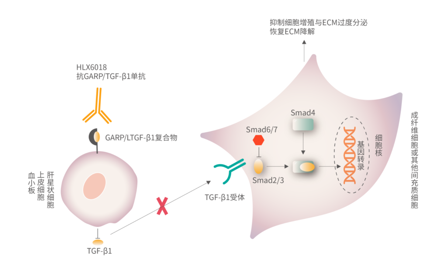 Regulatory T-cell activation regulatory receptor LRRC32