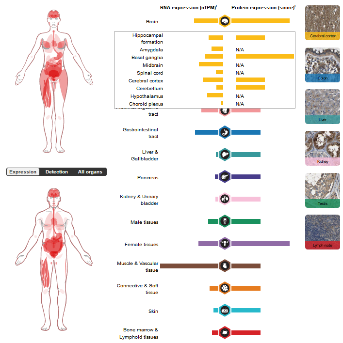 Regulatory target of neuronal regeneration and survival RGMA