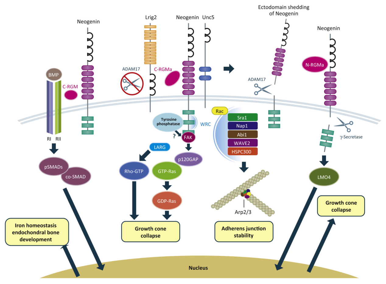 Regulatory target of neuronal regeneration and survival RGMA