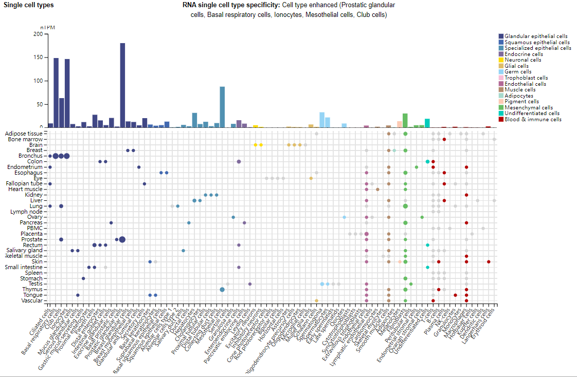 STEAP1 is a therapeutic target for prostate cancer