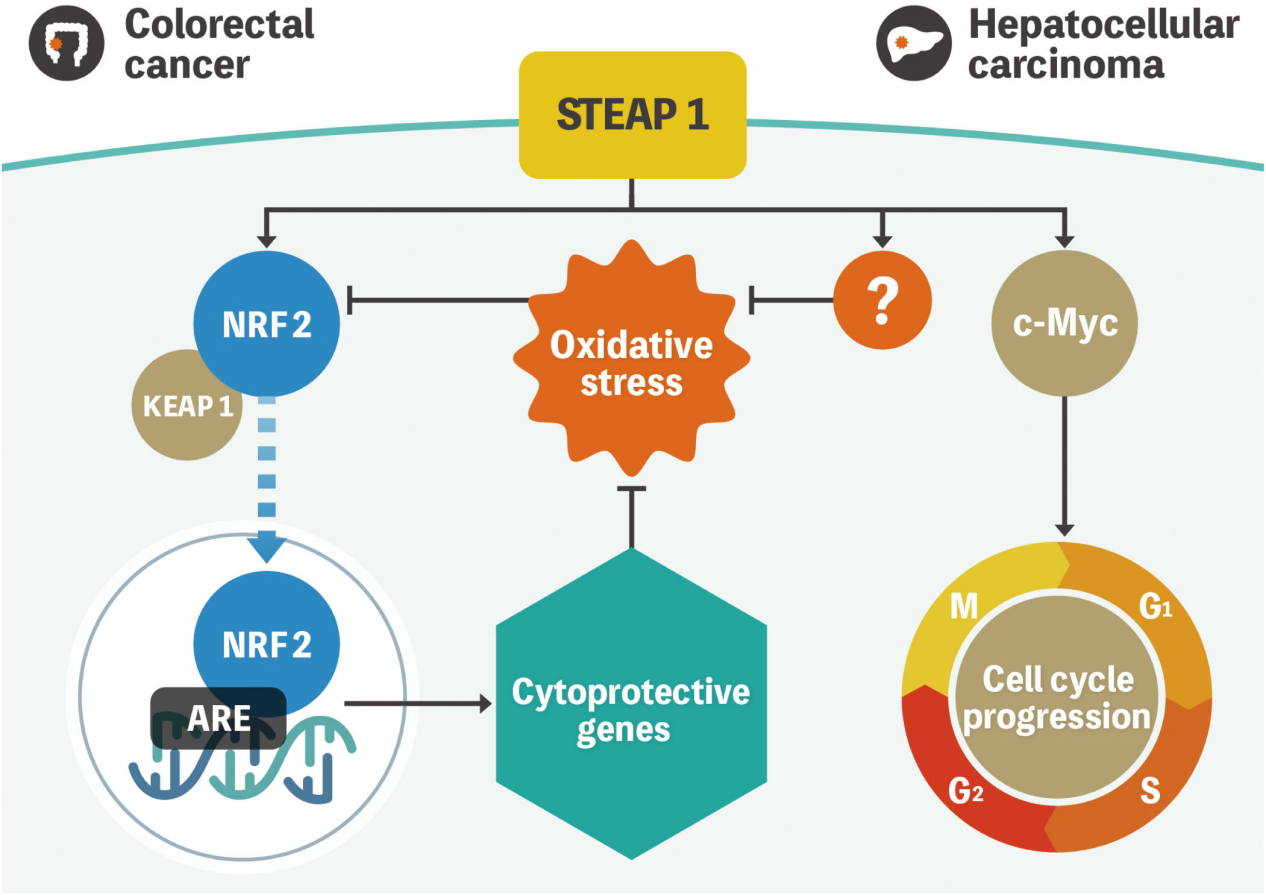 STEAP1 is a therapeutic target for prostate cancer