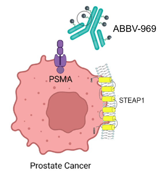 STEAP1 is a therapeutic target for prostate cancer