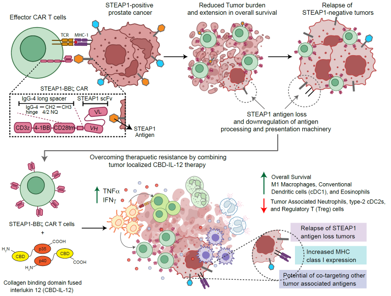 STEAP1 is a therapeutic target for prostate cancer