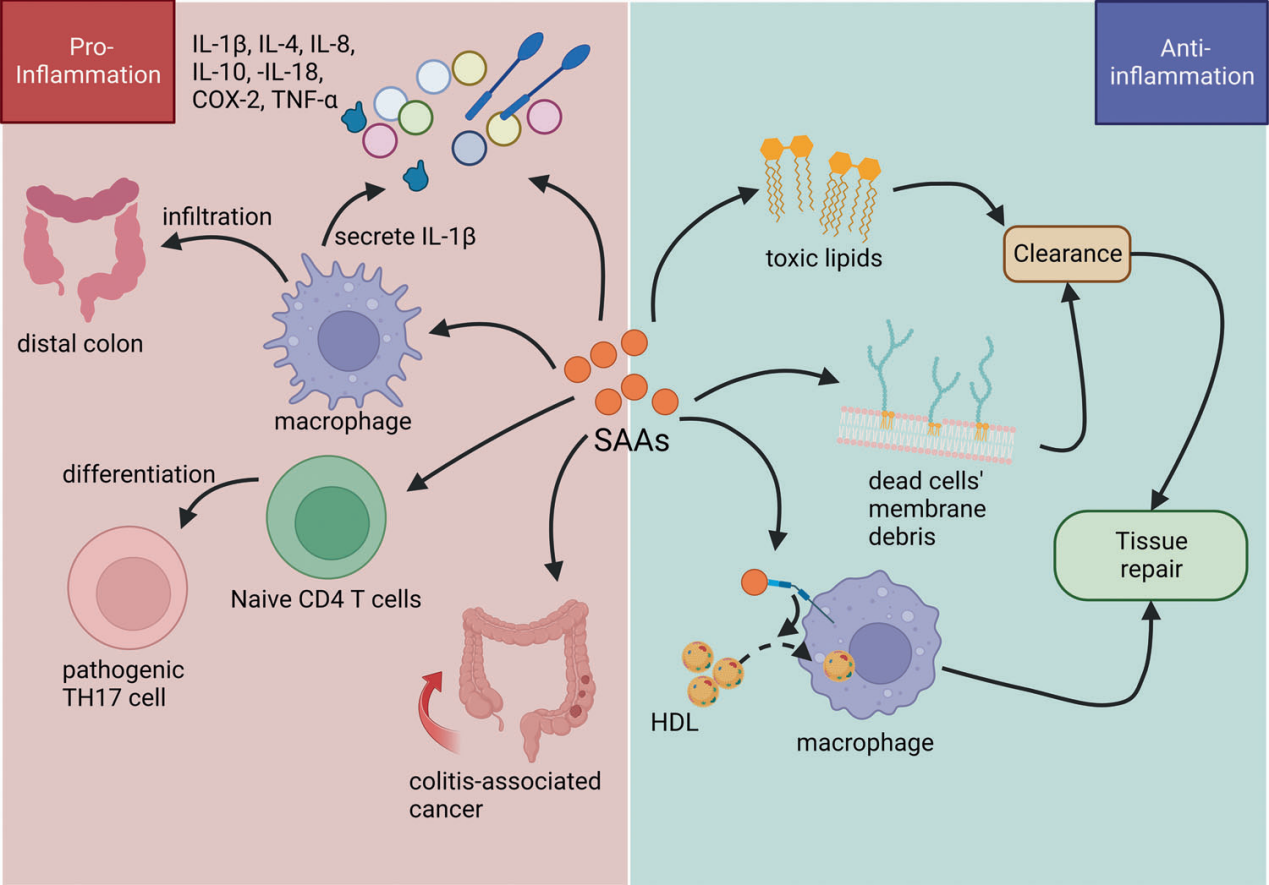 Sensitive inflammatory markers SAA