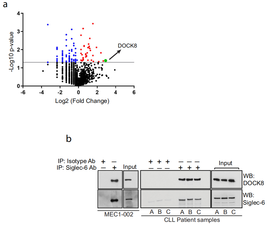 Siglec-6 as a therapeutic target for cell migration and adhesion in chronic lymphocytic leukemia
