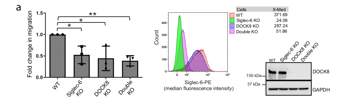 Siglec-6 as a therapeutic target for cell migration and adhesion in chronic lymphocytic leukemia