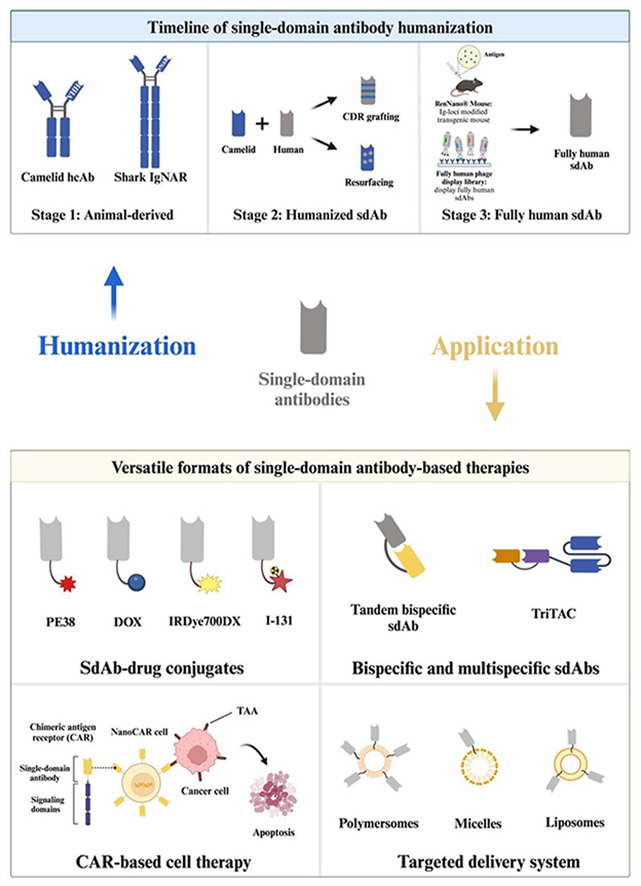 Single domain antibodies as therapeutics for solid tumor treatment