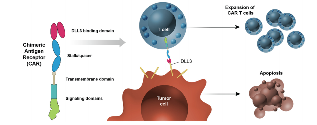 Small cell lung cancer treatment target DLL3