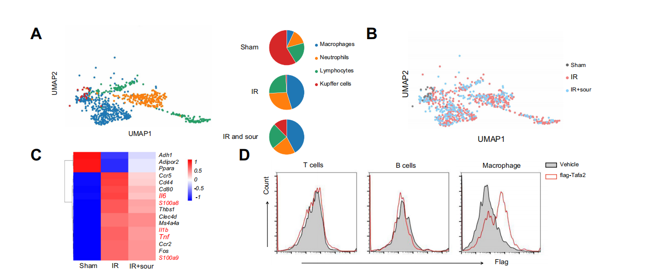 Sour neuronal signalling attenuates macrophage mediated liver injury