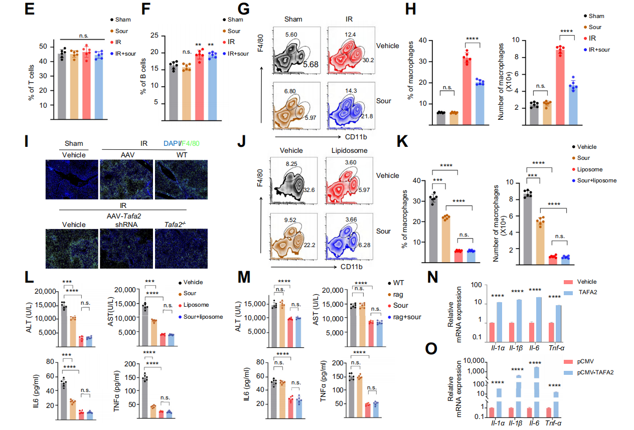 Sour neuronal signalling attenuates macrophage mediated liver injury