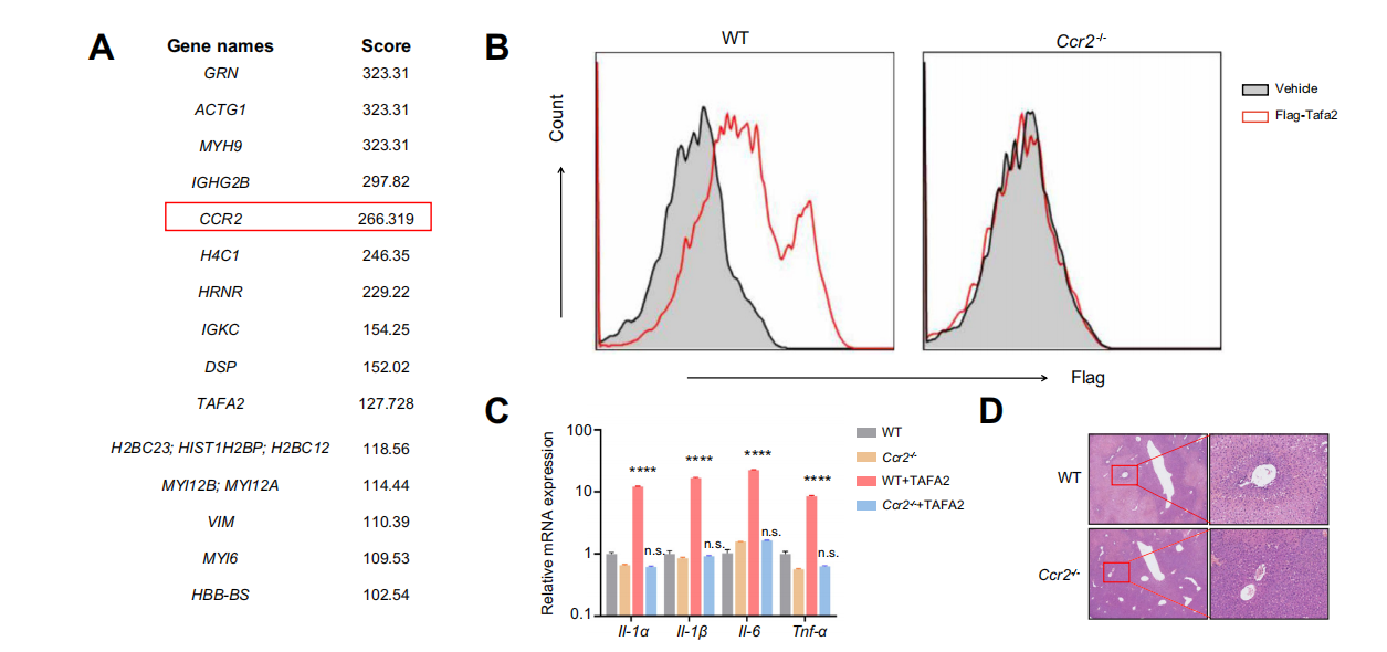 Sour neuronal signalling attenuates macrophage mediated liver injury