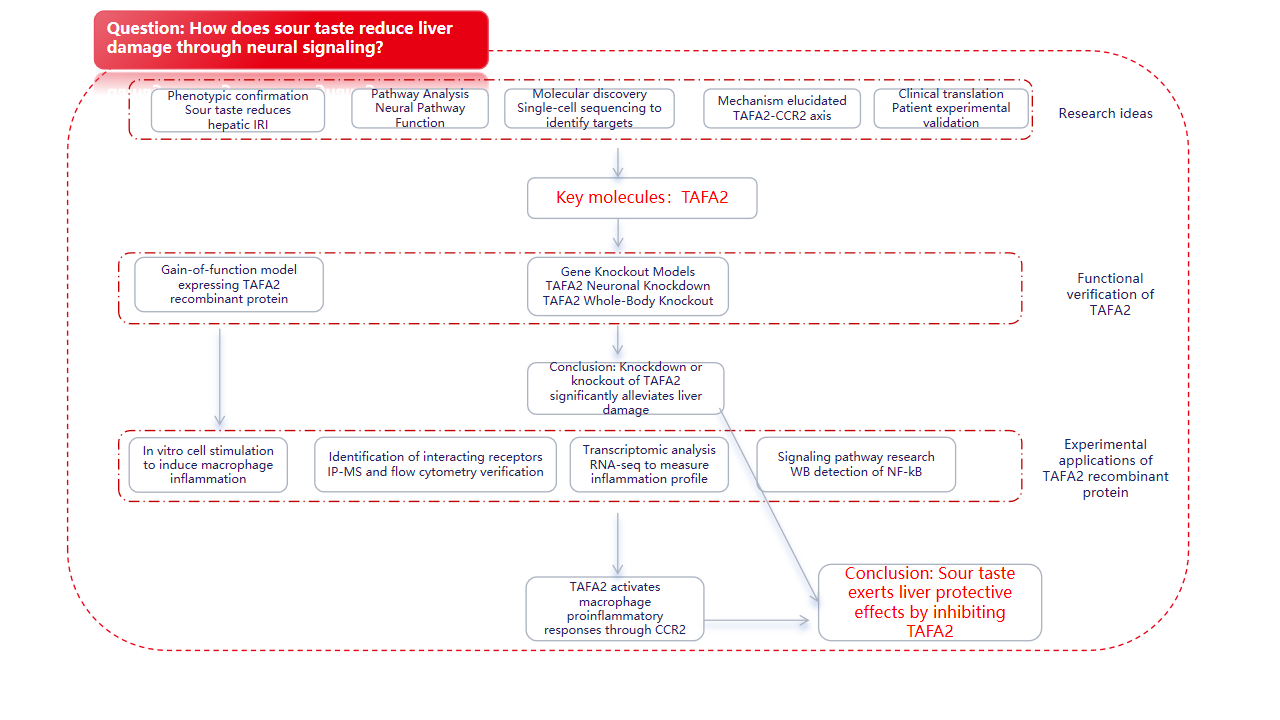 Sour neuronal signalling attenuates macrophage mediated liver injury