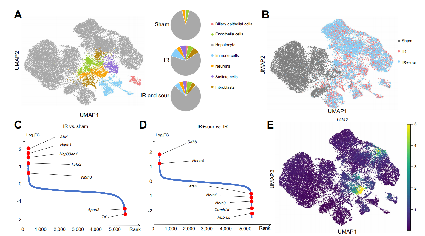 Sour neuronal signalling attenuates macrophage mediated liver injury