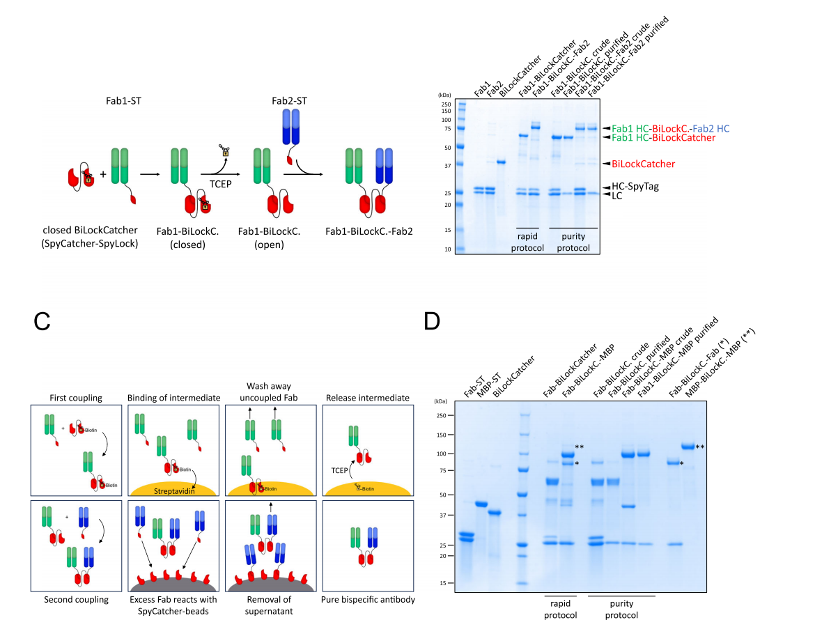 SpyTag SpyCatcher system Protein covalent coupling technology