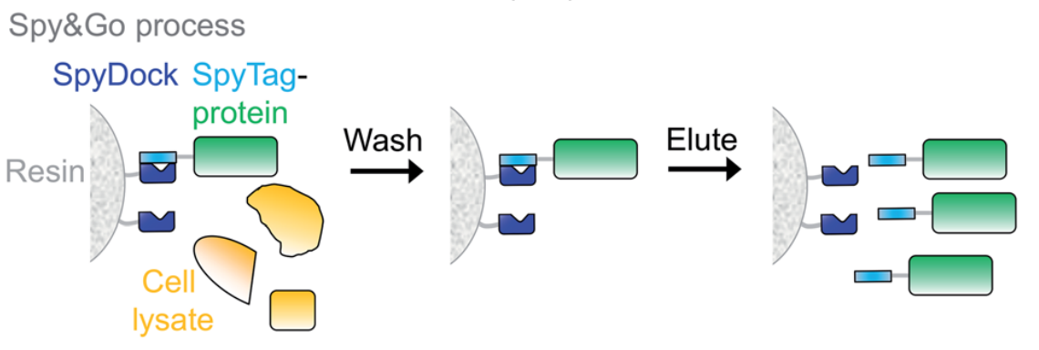 SpyTag SpyCatcher system Protein covalent coupling technology