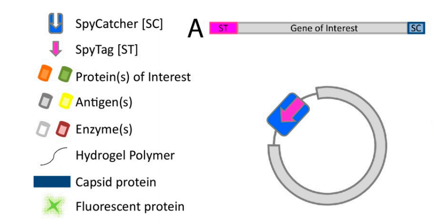 SpyTag SpyCatcher system Protein covalent coupling technology