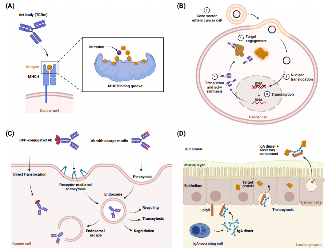 Strategies to boost antibody selectivity in oncology