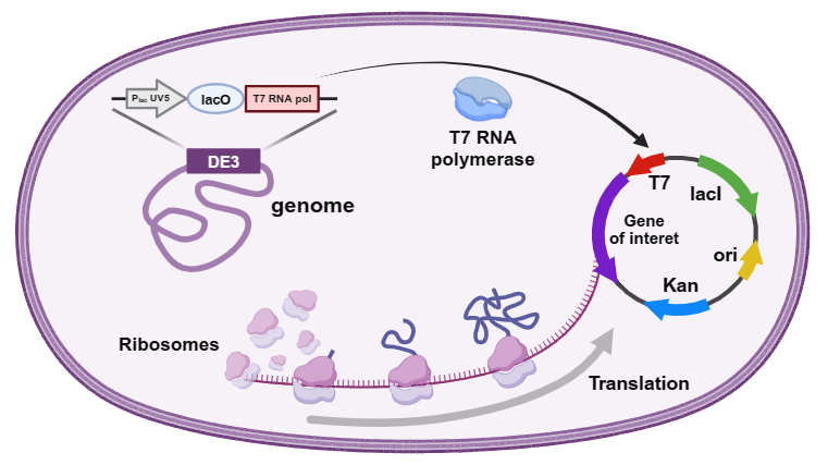 Strategies to overcome the challenges of low or no expression of heterologous proteins in Escherichia coli
