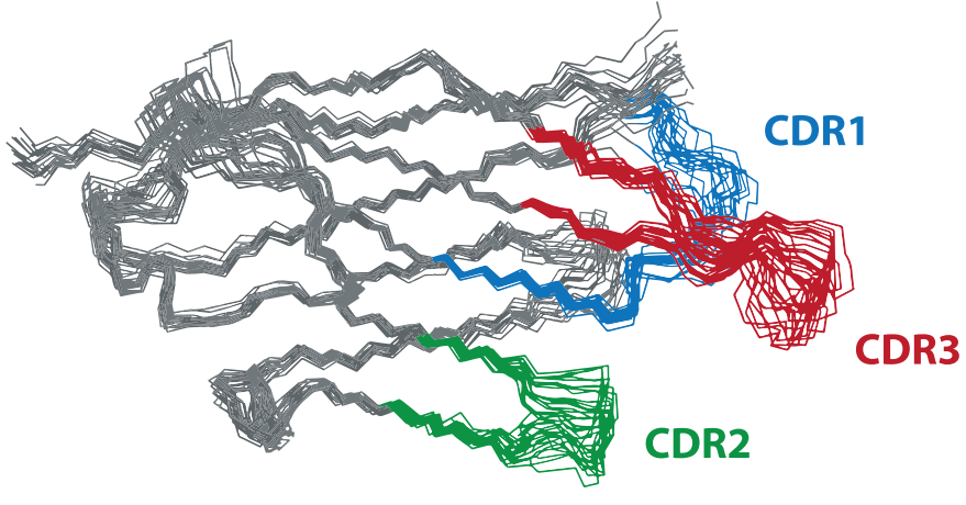 Structural basis for selectivity and antagonism in extracellular GPCR nanobodies