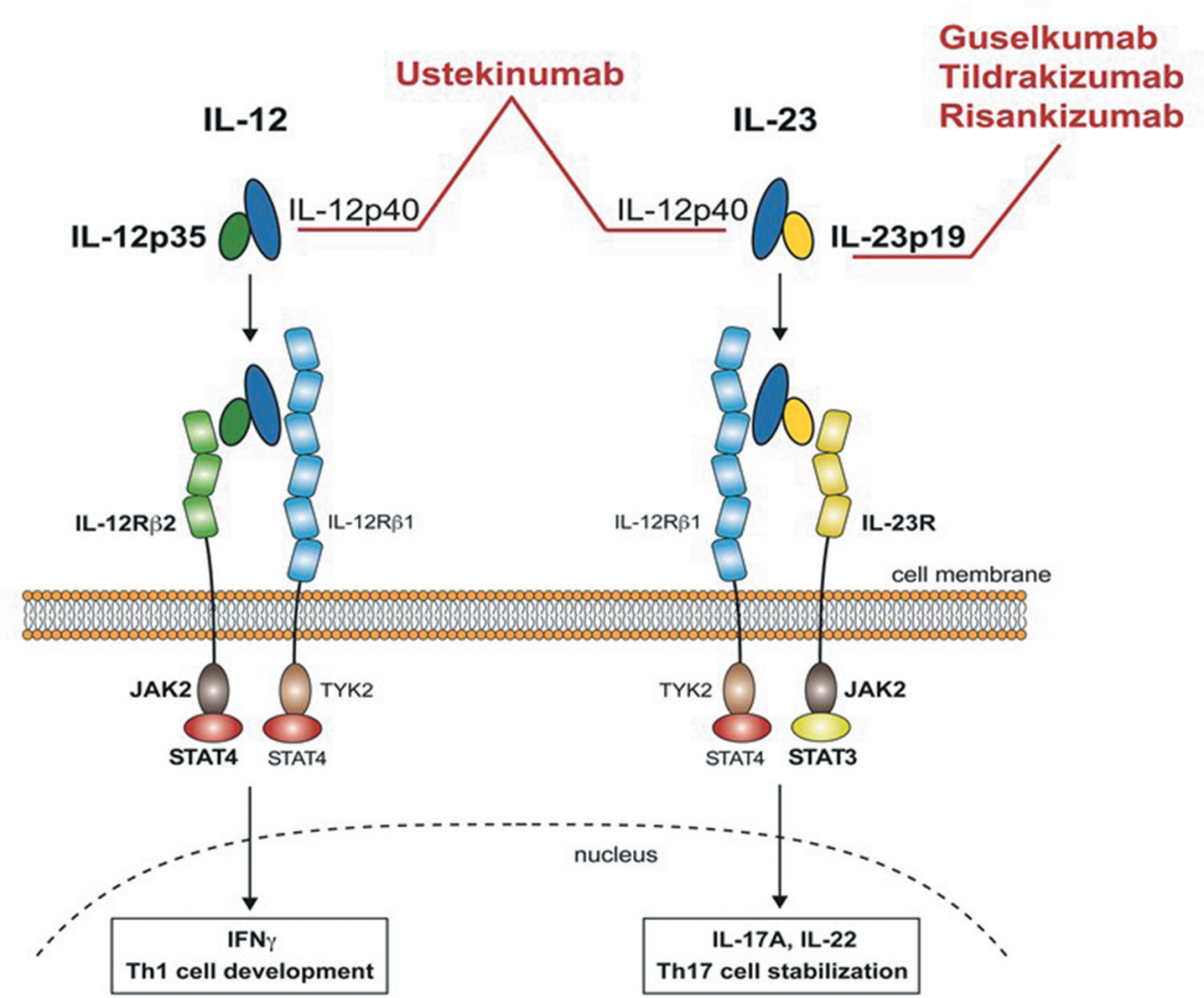 Structure and function of therapeutic antibodies approved by the FDA in 2023