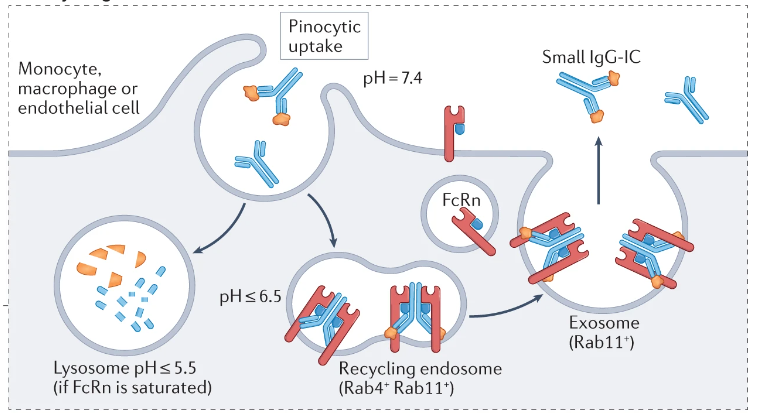Structure and function of therapeutic antibodies approved by the FDA in 2023