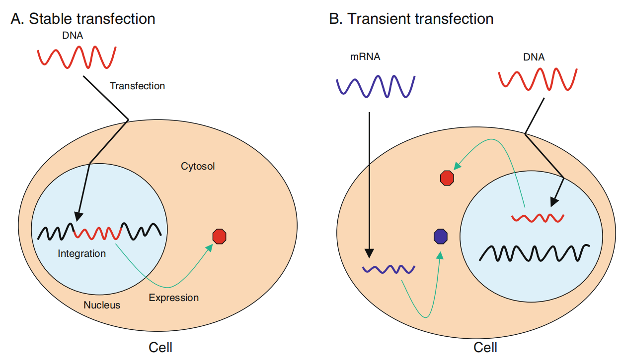 Suitable conditions were selected for eukaryotic protein expression